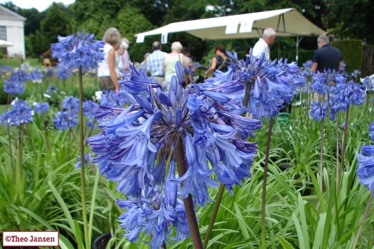 bdi0nkabakks8fnfqlp6cr9p0 aagapanthus 025