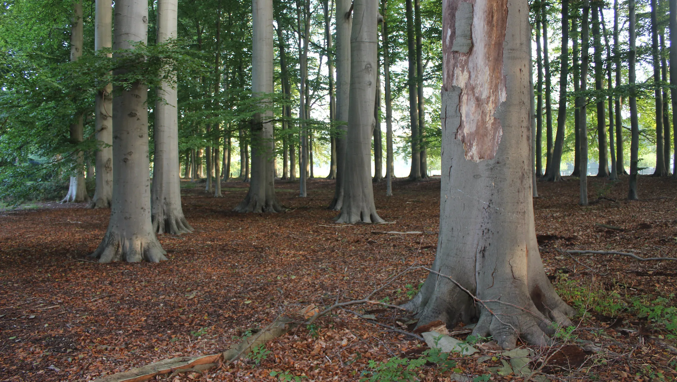 beukenboombos middachten