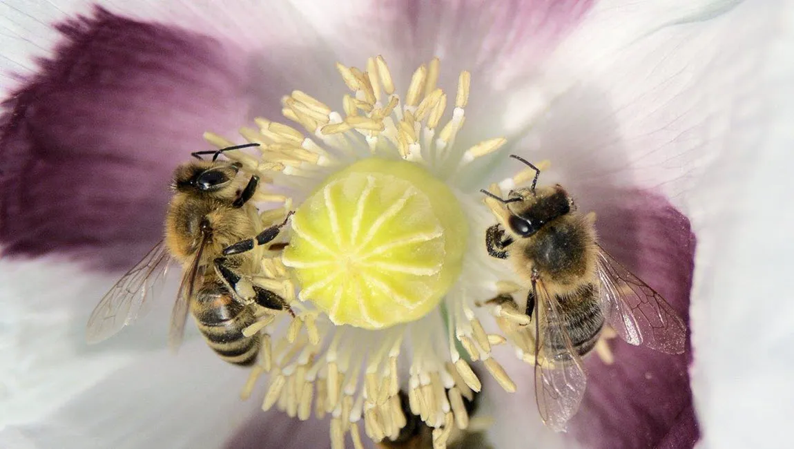 bijenlint zutphen bart mendelson