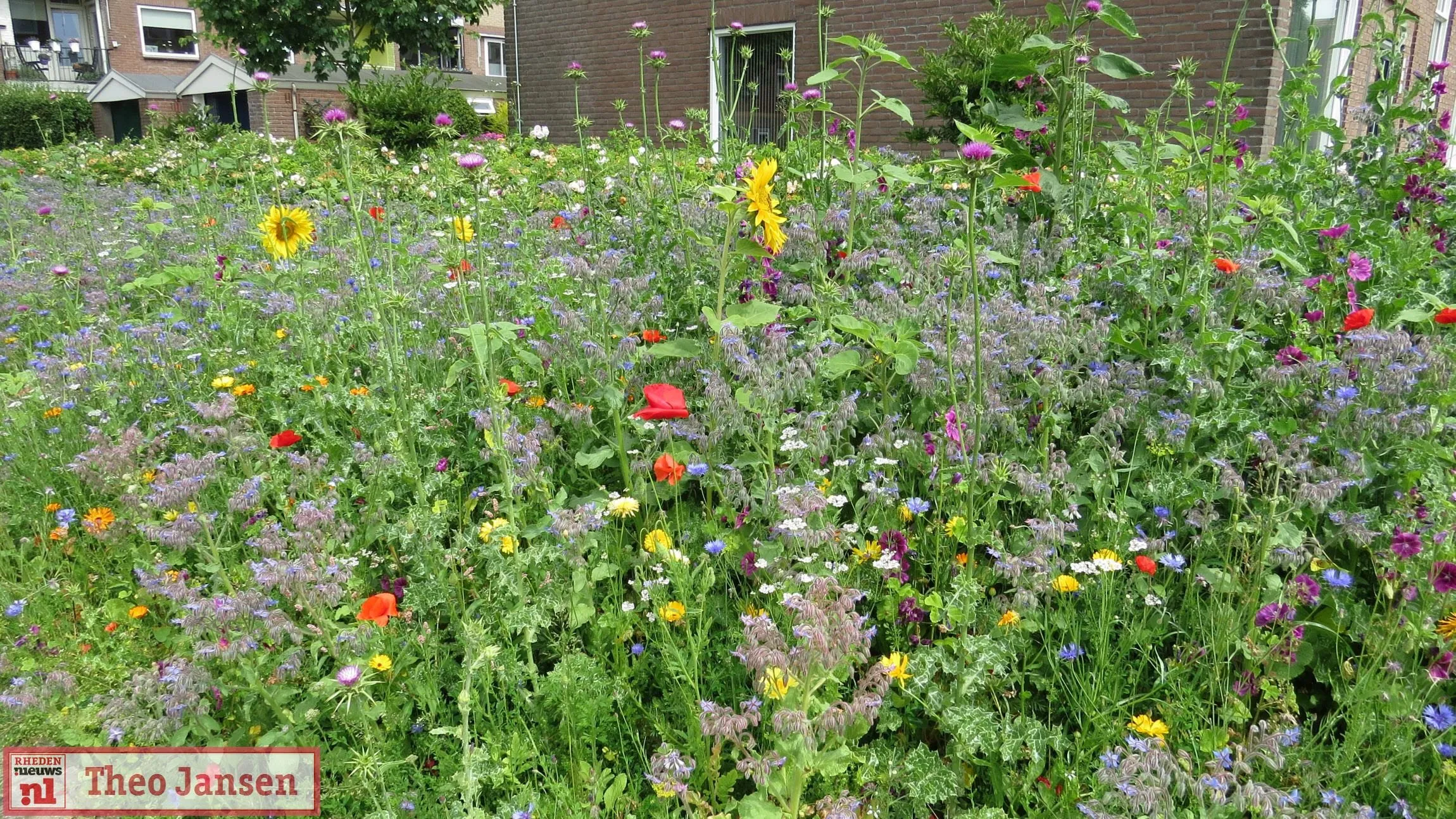 biodiversiteit rhedennieuwsnl