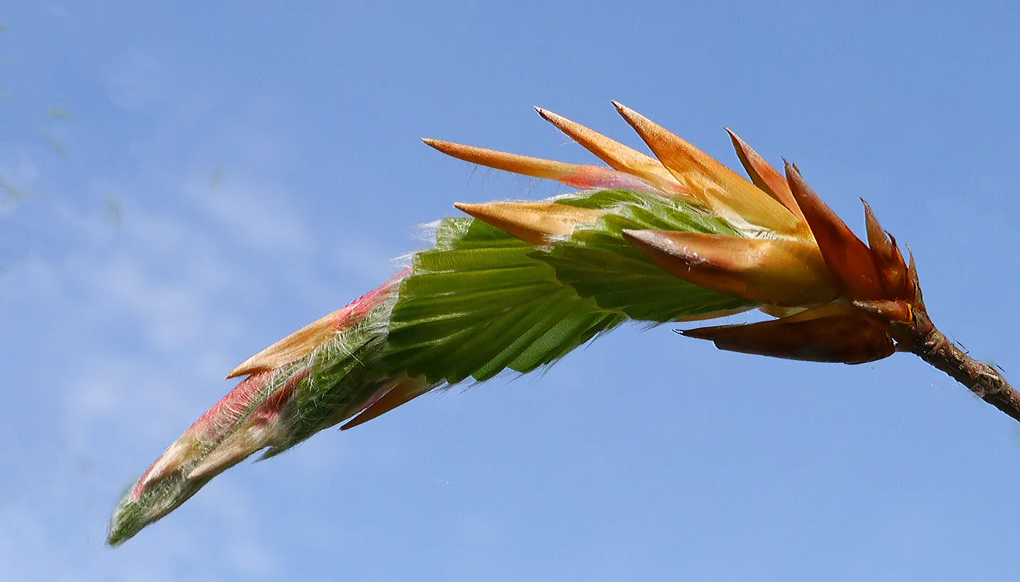 bladknop beuk jannie de jong
