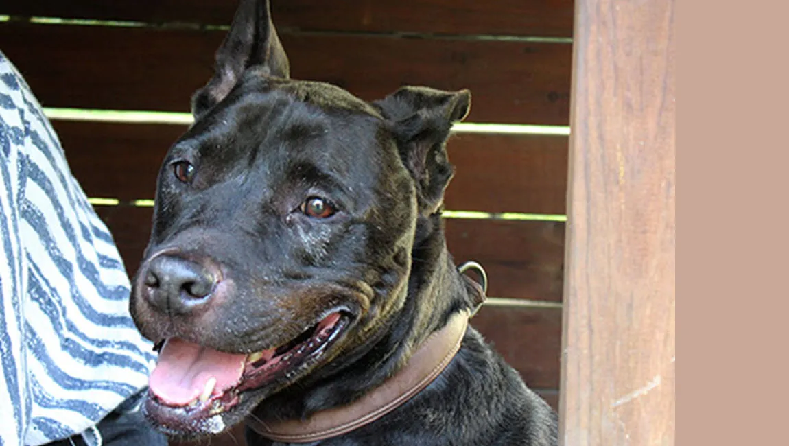 blixm dierentehuis arnhem en omstreken