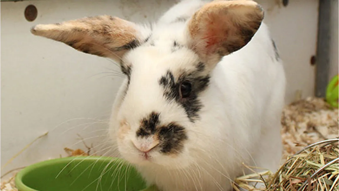 bowie dierentehuis arnhem en omstreken