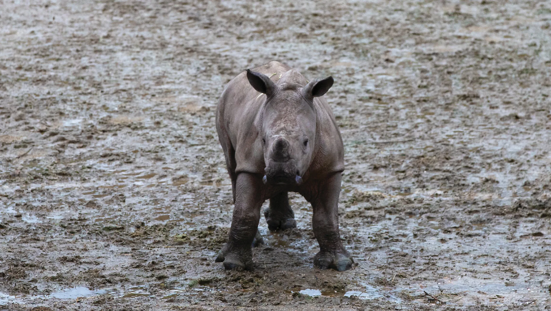 breedlipneushoorn koninklijke burgers zoo