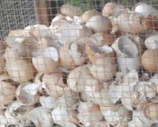 bsmwykvm4liikfcnmtt4jfxvr 218267