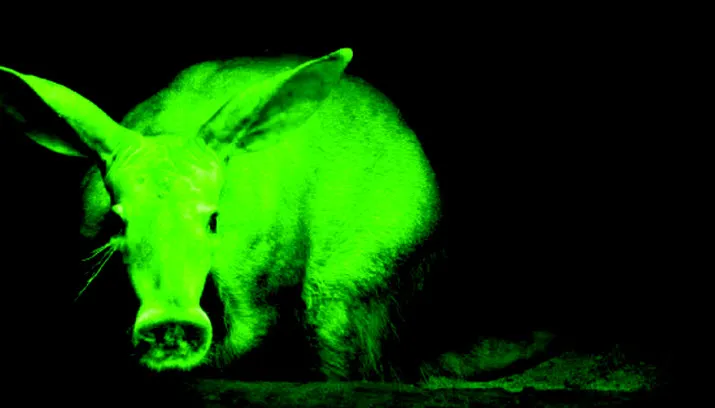 burgers nachtsafari aardvarken