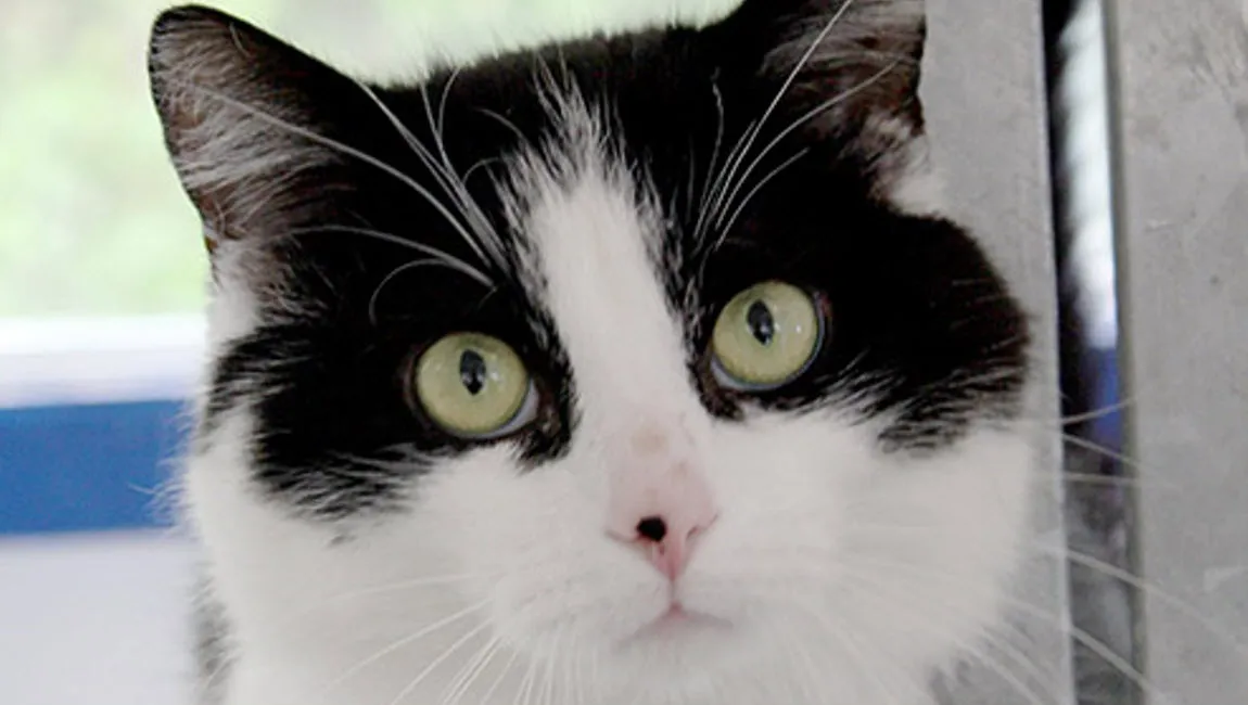 carlo dierentehuis arnhem en omstreken