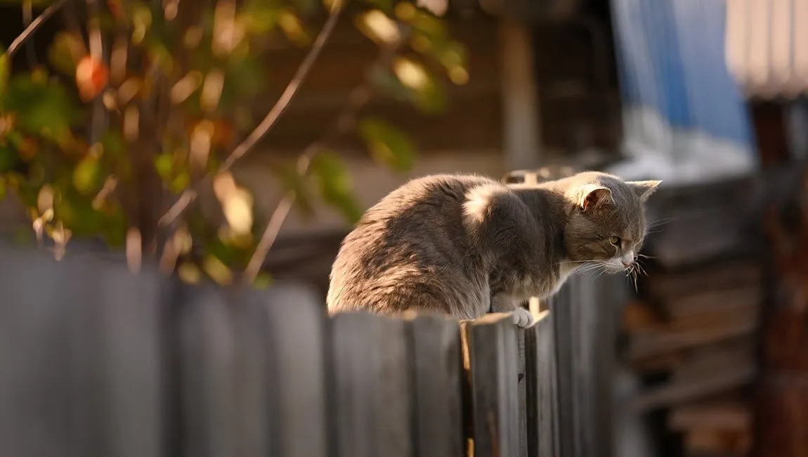cat 5606651 1280 via pixabay