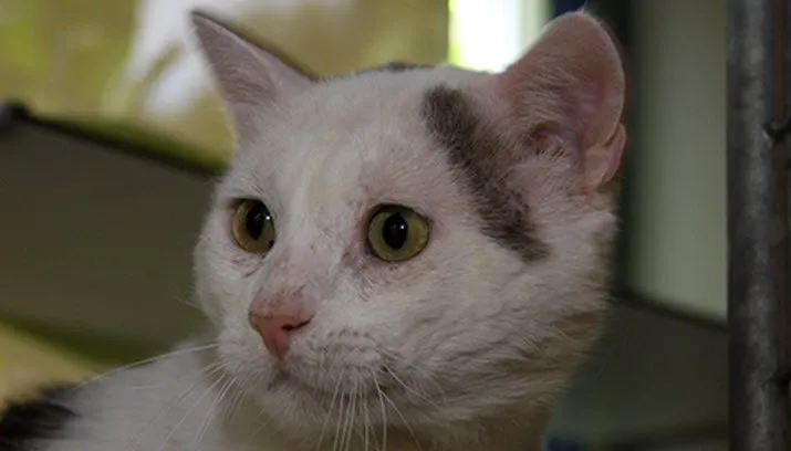 cheeta dierentehuis arnhem eo