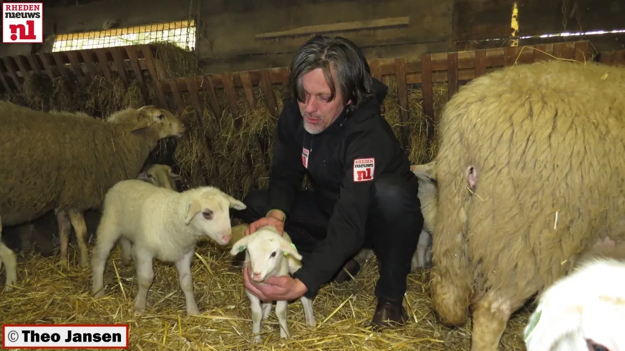 cocuarggcauskwsvhunhrk60s 2014 03 01 adopteren lammetjes rhedense schaapskudde theo022