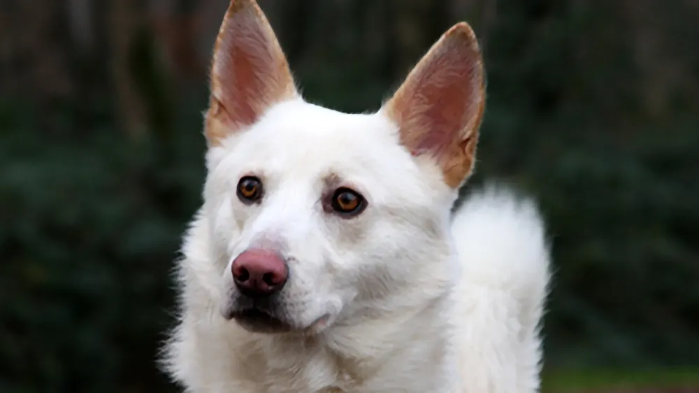 cody dierentehuis arnhem en omstreken1