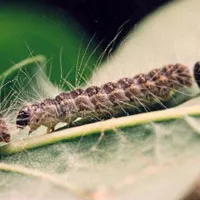 d2czqr4ine49oke4e8r7bot0d 232961