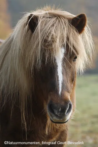 dhxhxv49hmyiitzvn8k7qmzg5 208366