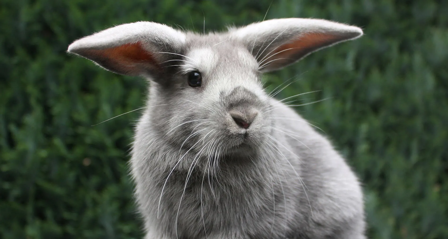 dierenkliniek veluwezoom konijn