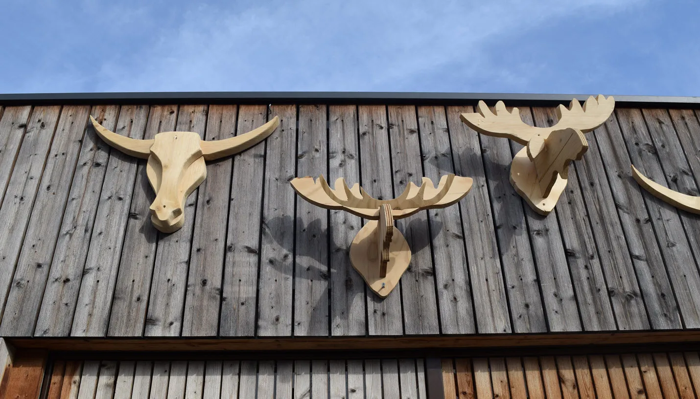 dierenkoppen mbo introductie jerom lettinga1