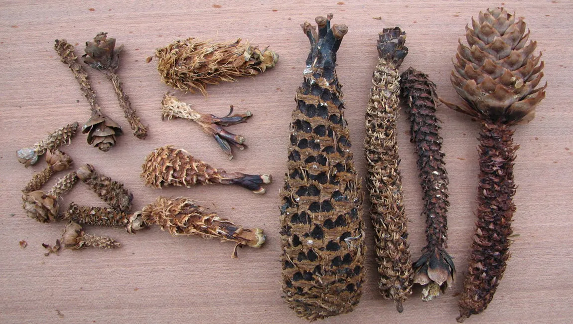 diersporenwandeling ivn oost veluwezoom sandra omlo1