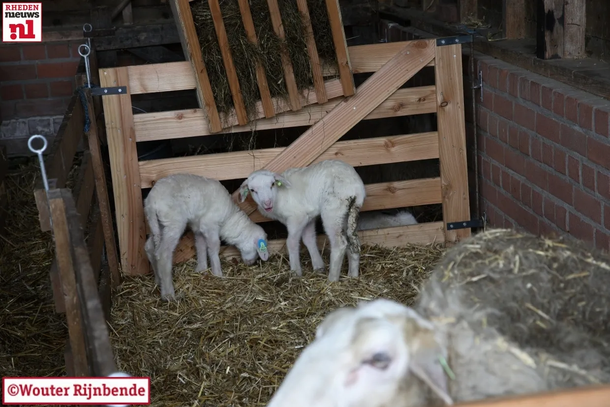 dohsfvzssdfbiwyvi6cr5pp29 2014 03 01 adopteren lammetjes rhedense schaapskudde wouter004