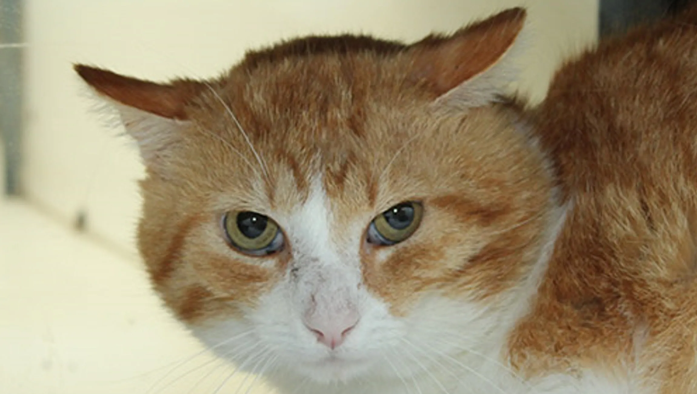 donald dierentehuis arnhem en omstreken