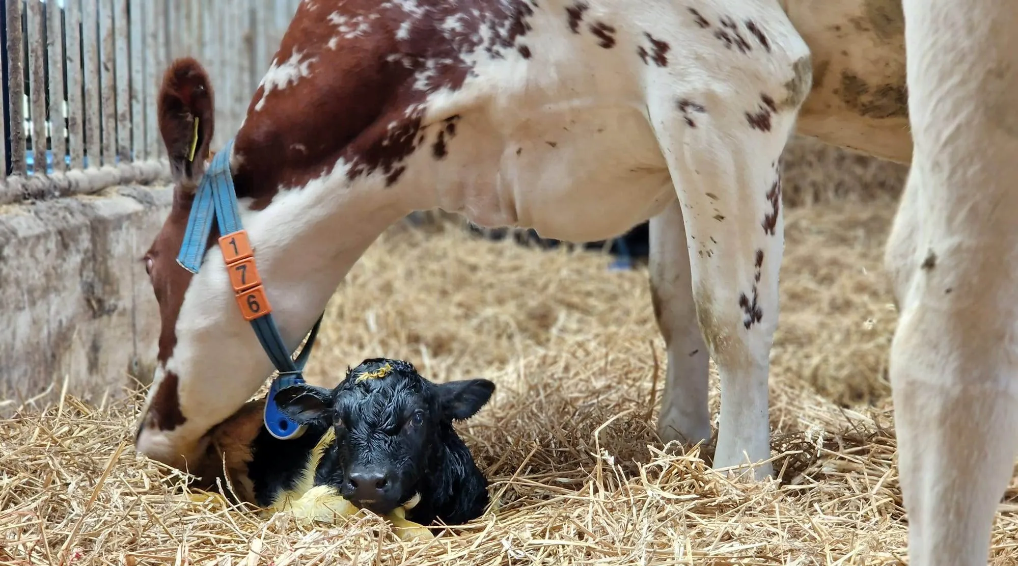 druk bezochte open dag zuivelboerderij en landwinkel ijsseloord 27 05 2023 1