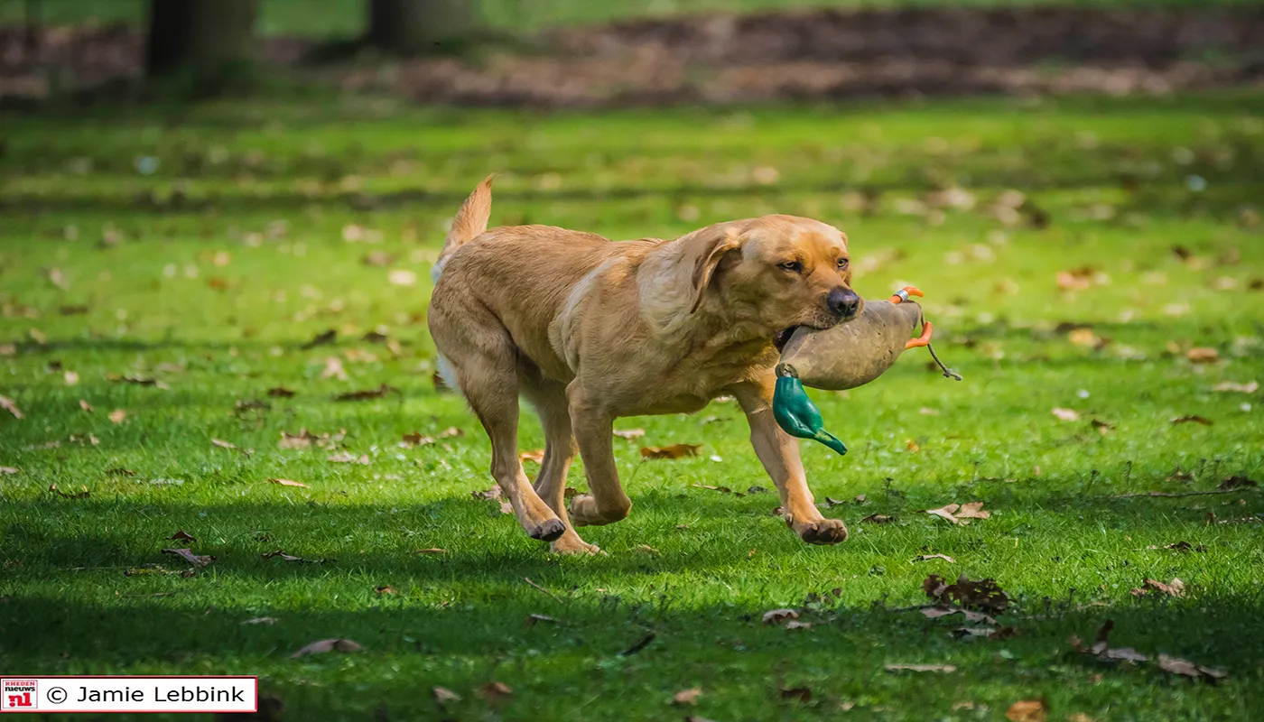 dsc6475jamielebbinka7iijla77