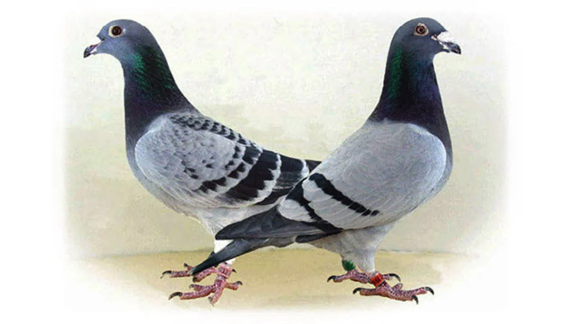 duiven