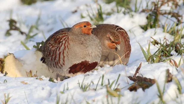 e9tvup3farhr325hx7bwqv4yh patrijs