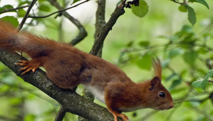 eekhoorn natuurmonumenten