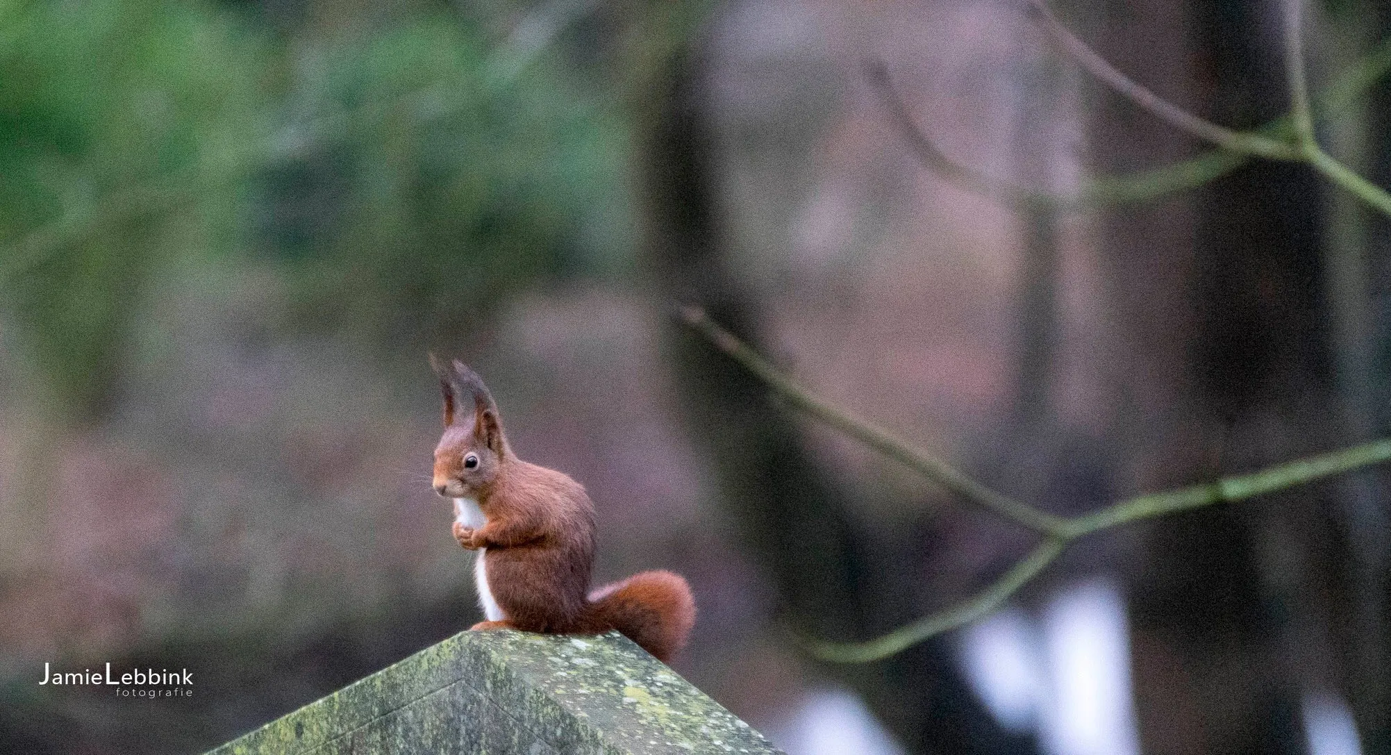 eekhoornbrug jamie lebbink fotografie