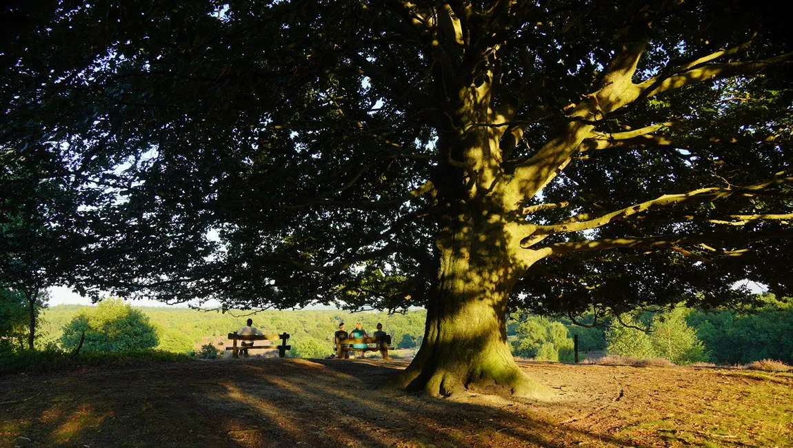 een boom als beschutting in de rug imelda massop