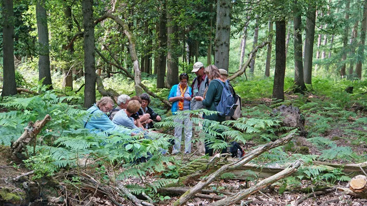 eetbare planten bruikbare natuur