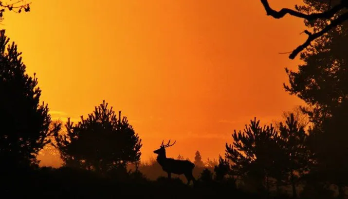 faunadag middachten jos van der moolen