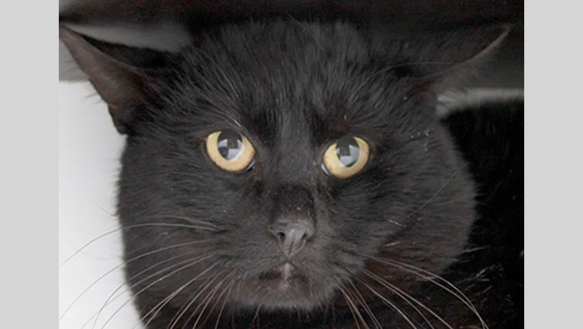 floris dierentehuis arnhem en omstreken