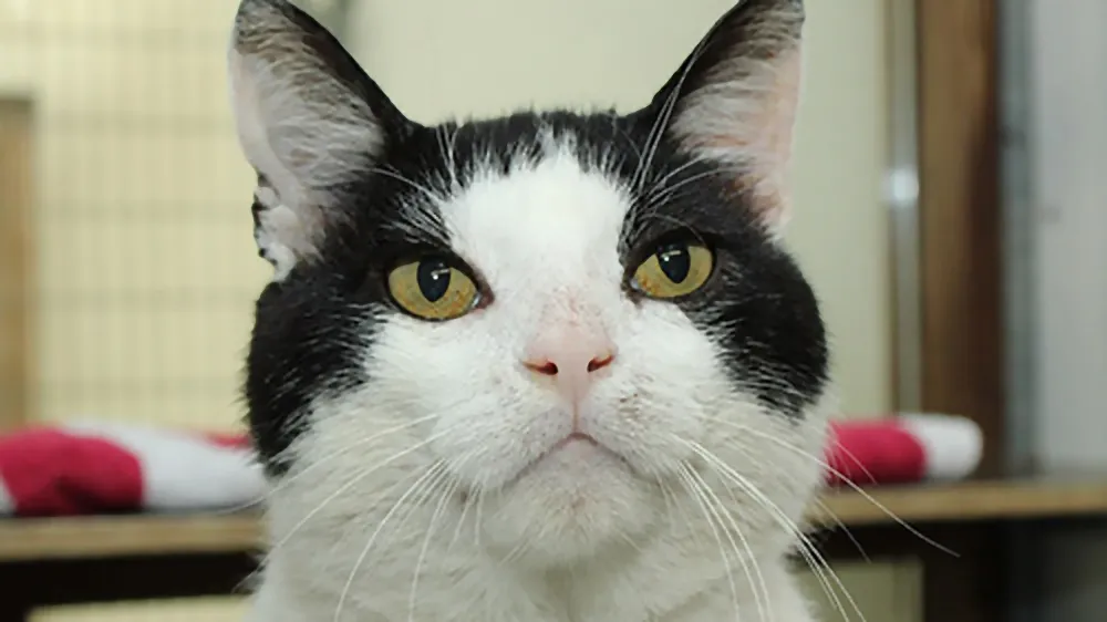 fonzy 29338 dierentehuis arnhem en omstreken