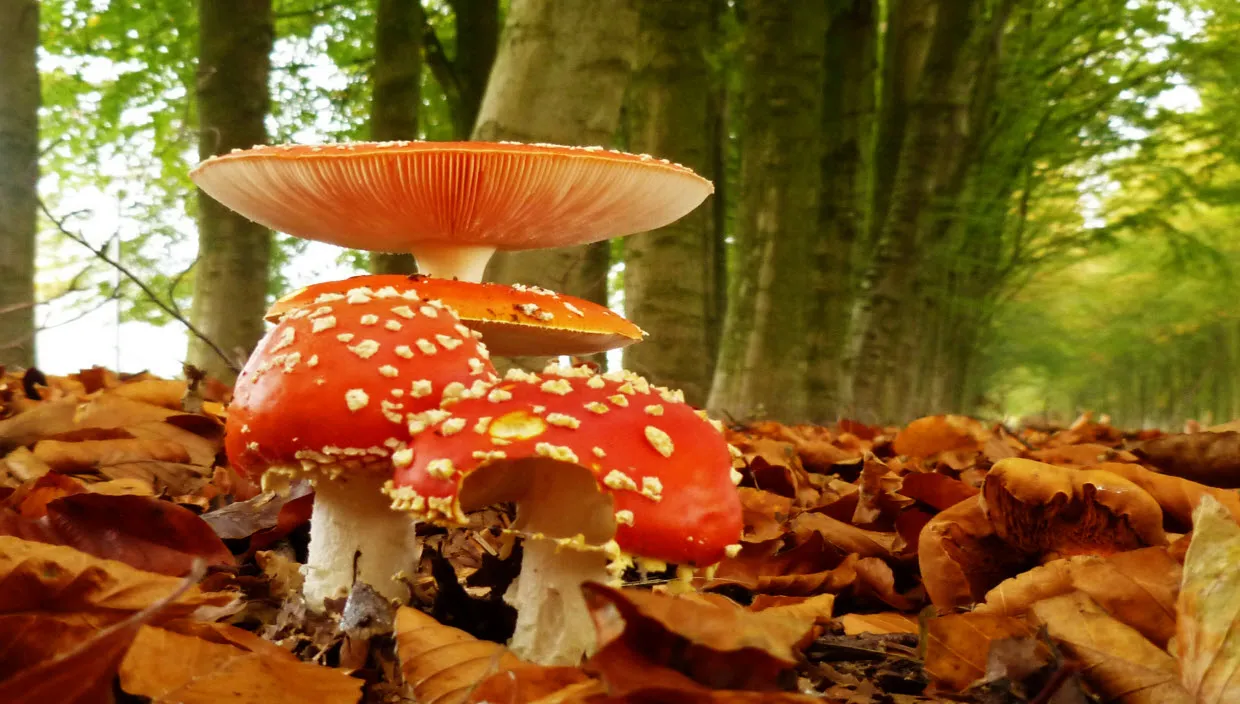 g7vnyqlxgd9fgbmp7dnrjq1gc 12 10 23 rood met witte stippen 2