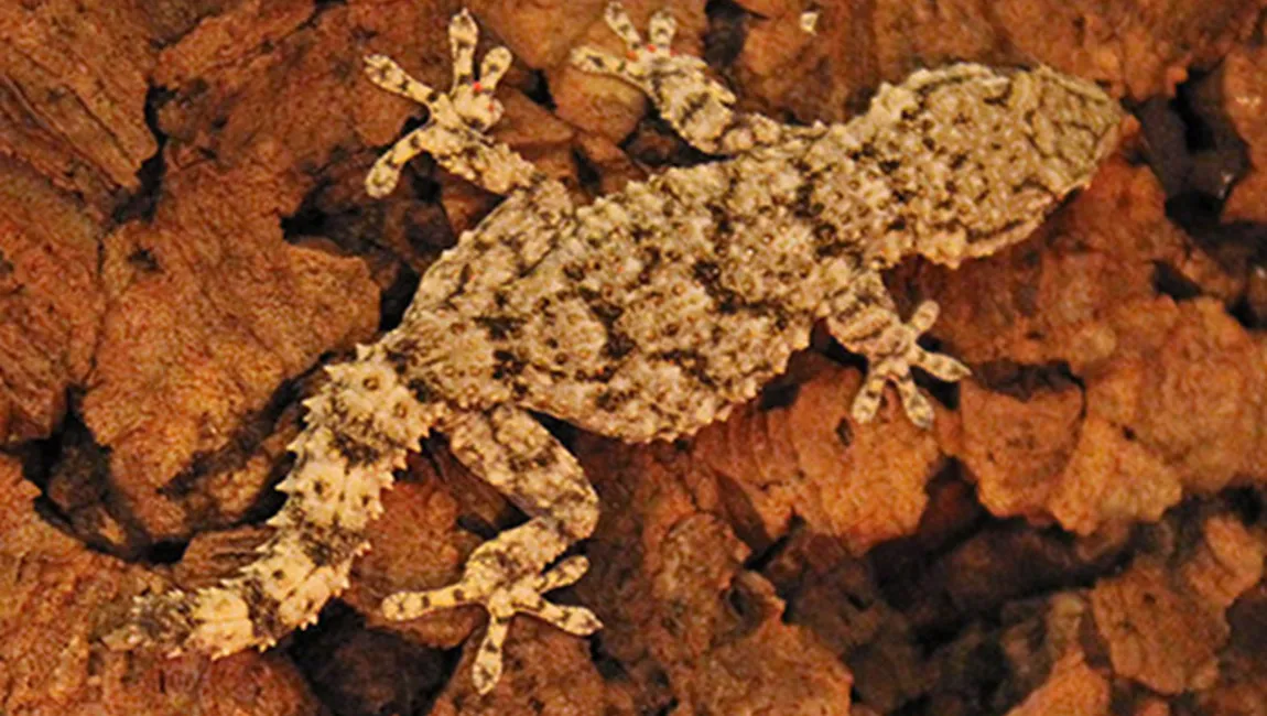 gekko irene dierentehuis arnhem en omstreken