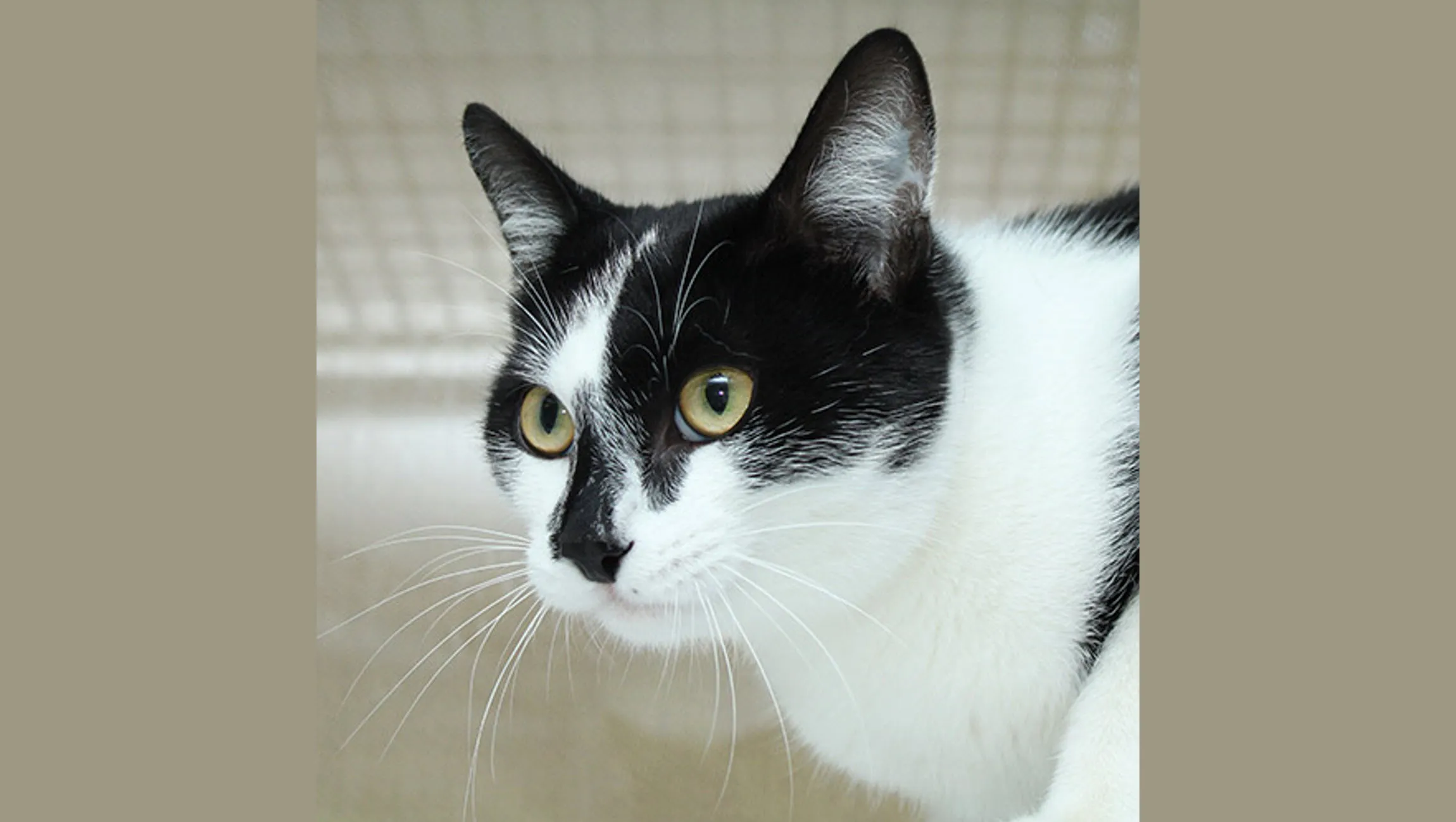 gijs dierentehuis arnhem en omstreken