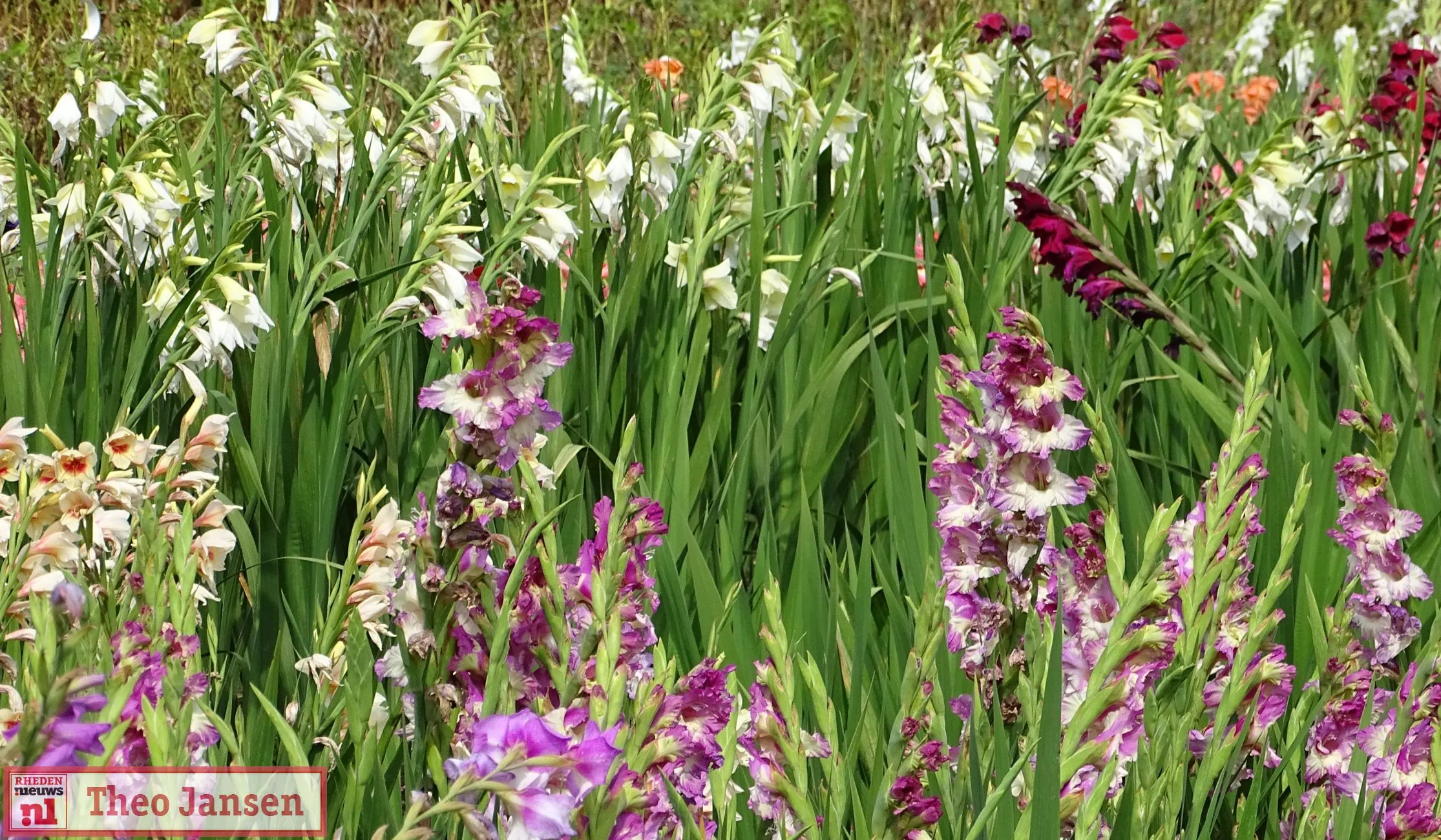 gladiolenfestival 2020 laag soeren 2020 08 16 0