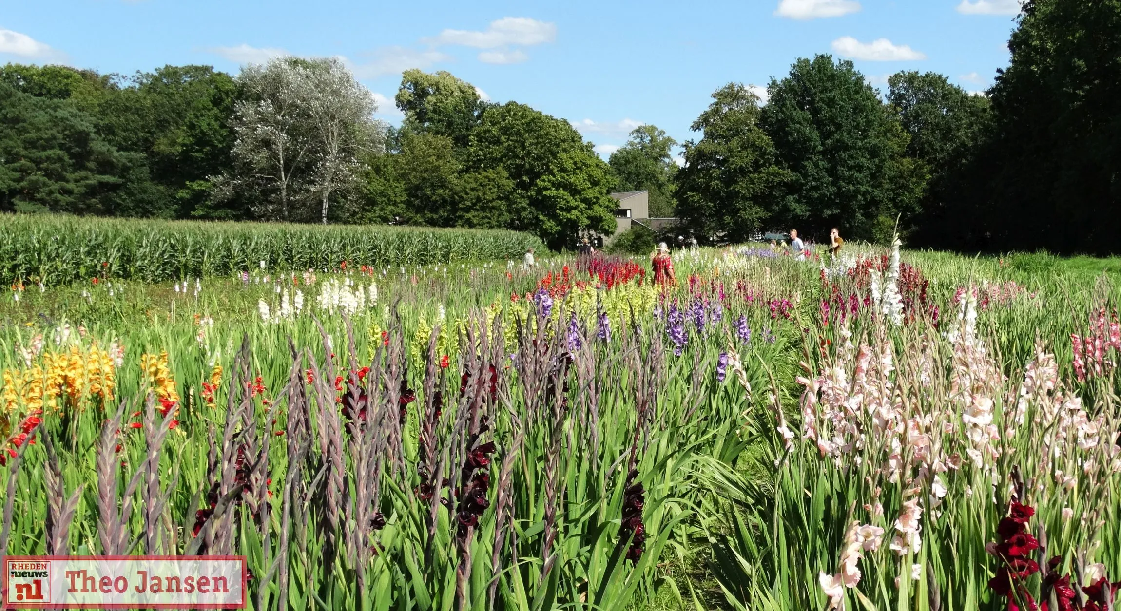 gladiolenfestival 2023 1