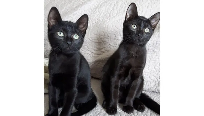 goofy 23554 junior 23555 site