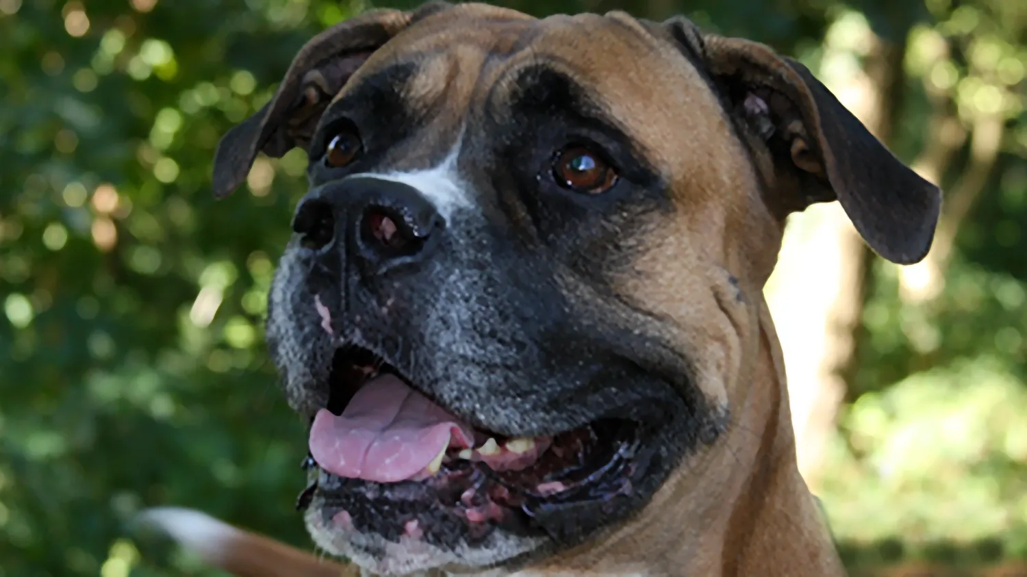 gringo 24240 dierentehuis arnhem omstreken 1