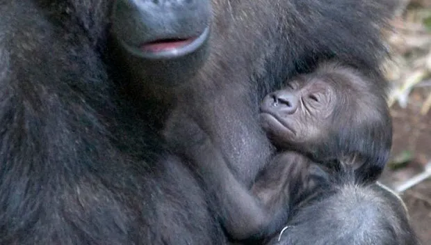 gt74hvx97znctyqrvsoahm89i gorilla