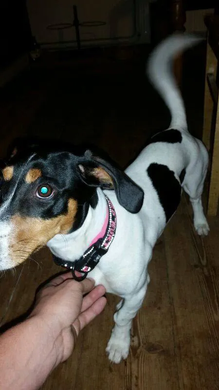 h08bgu6wkob1huuut0nibgvz6 hond2