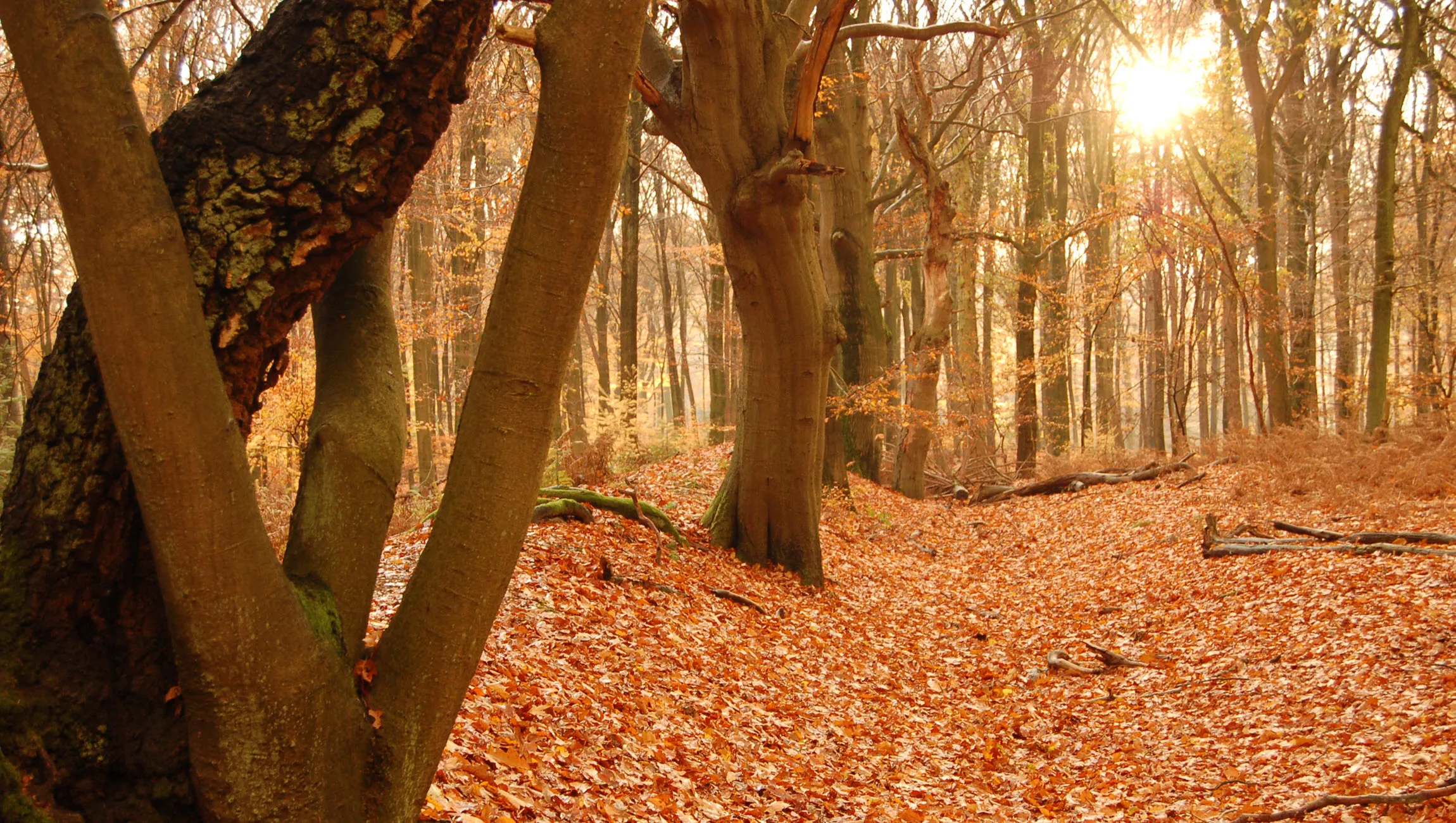 herfstwandeling karin otermann