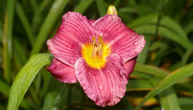 hg2qng98cph0csgws0oe7l8c2 groei en bloei0