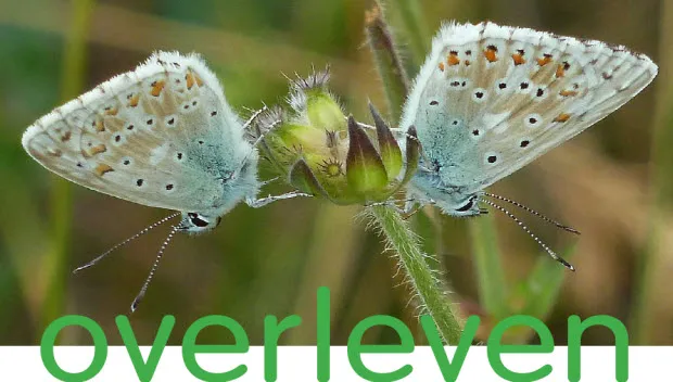 hg4ijxqdsimynvuo4lj1zoh2p overleven