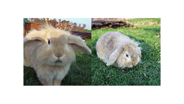 hlmfjwn4uhltuf8zpduxor9i7 konijn