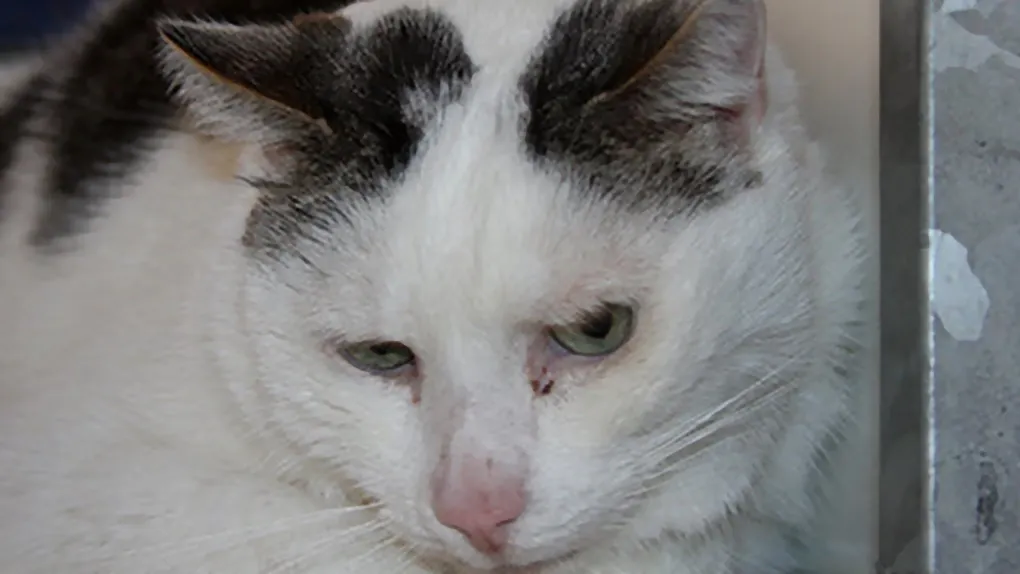 huidier van de week poekie dierentehuis arnhem en omstreken