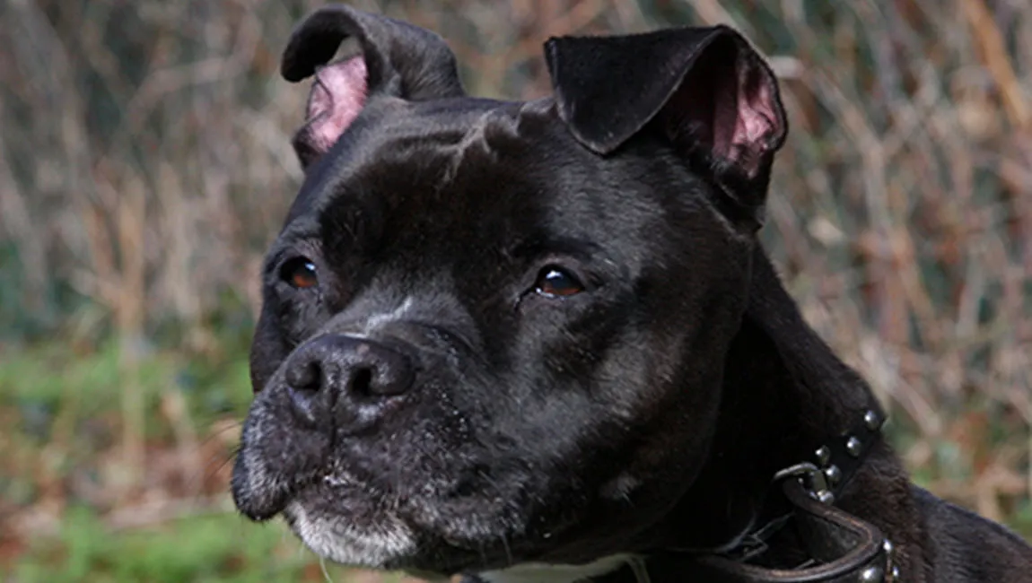 huisdier van de week dior dierentehuis arnhem en omstreken