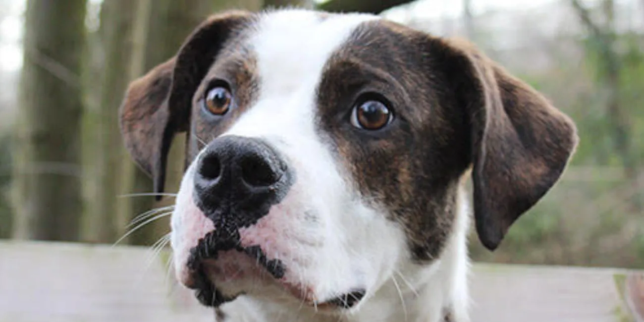 huisdier van de week pet1 dierentehuis arnhem en omstreken