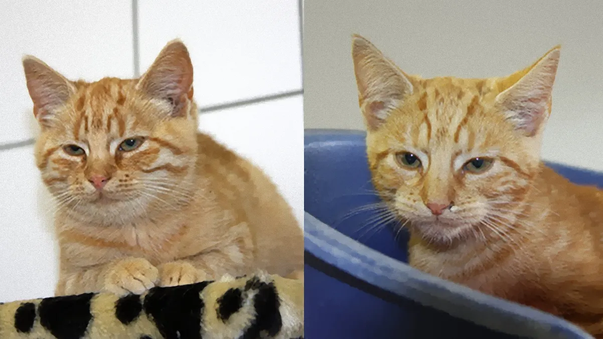 huisdier van de week1 dierentehuis arnhem en omstreken inpixio